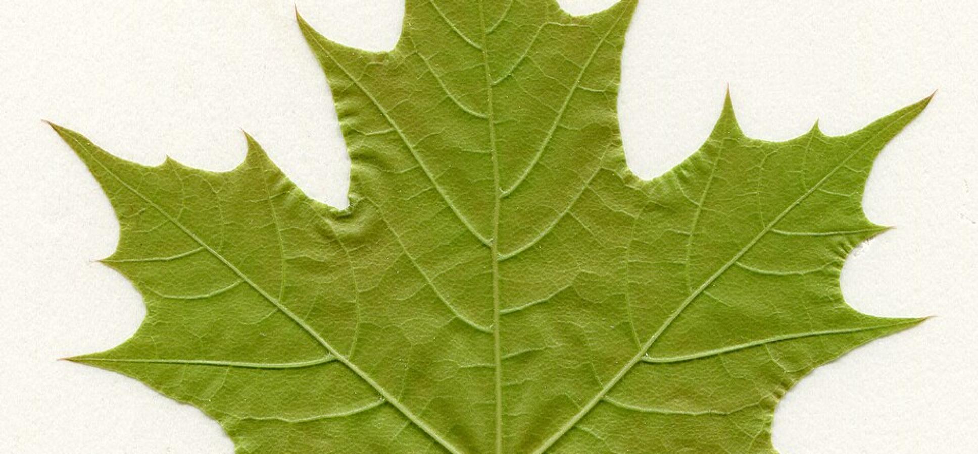 Blatt des Spitzahorns