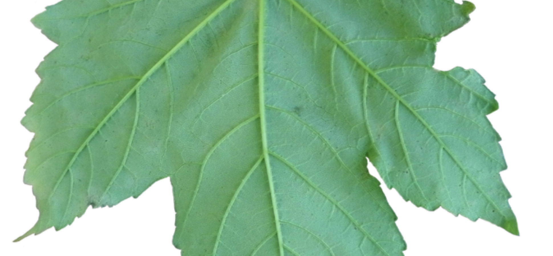 Blatt des Bergahorns