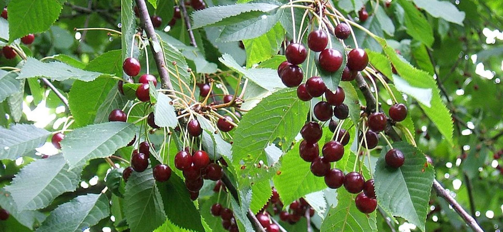 Früchte der Vogelkirsche