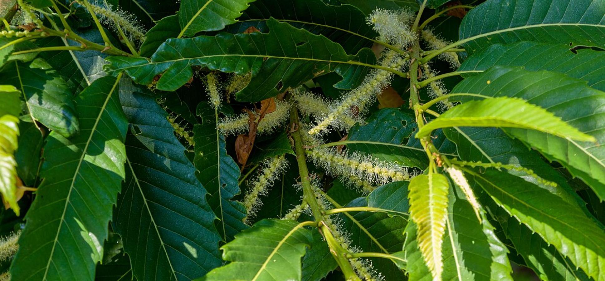 Blüte der Esskastanie