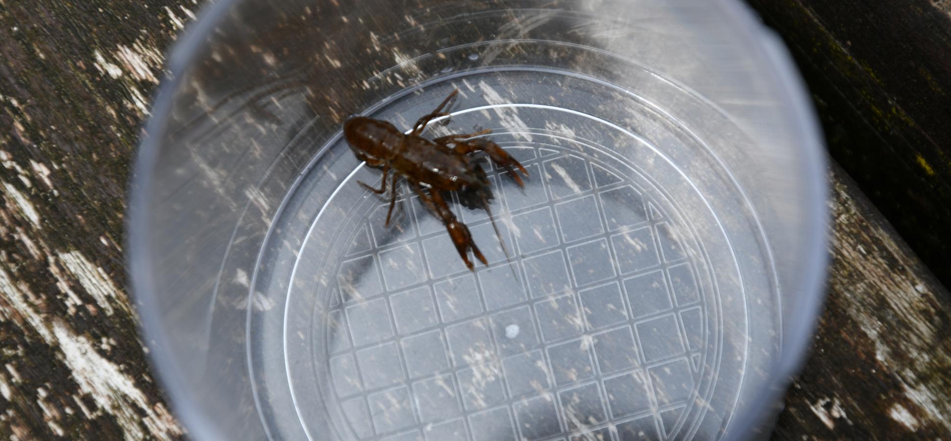 Wer Glück hat, kann am Teich auch einen Edelkrebs entdecken.