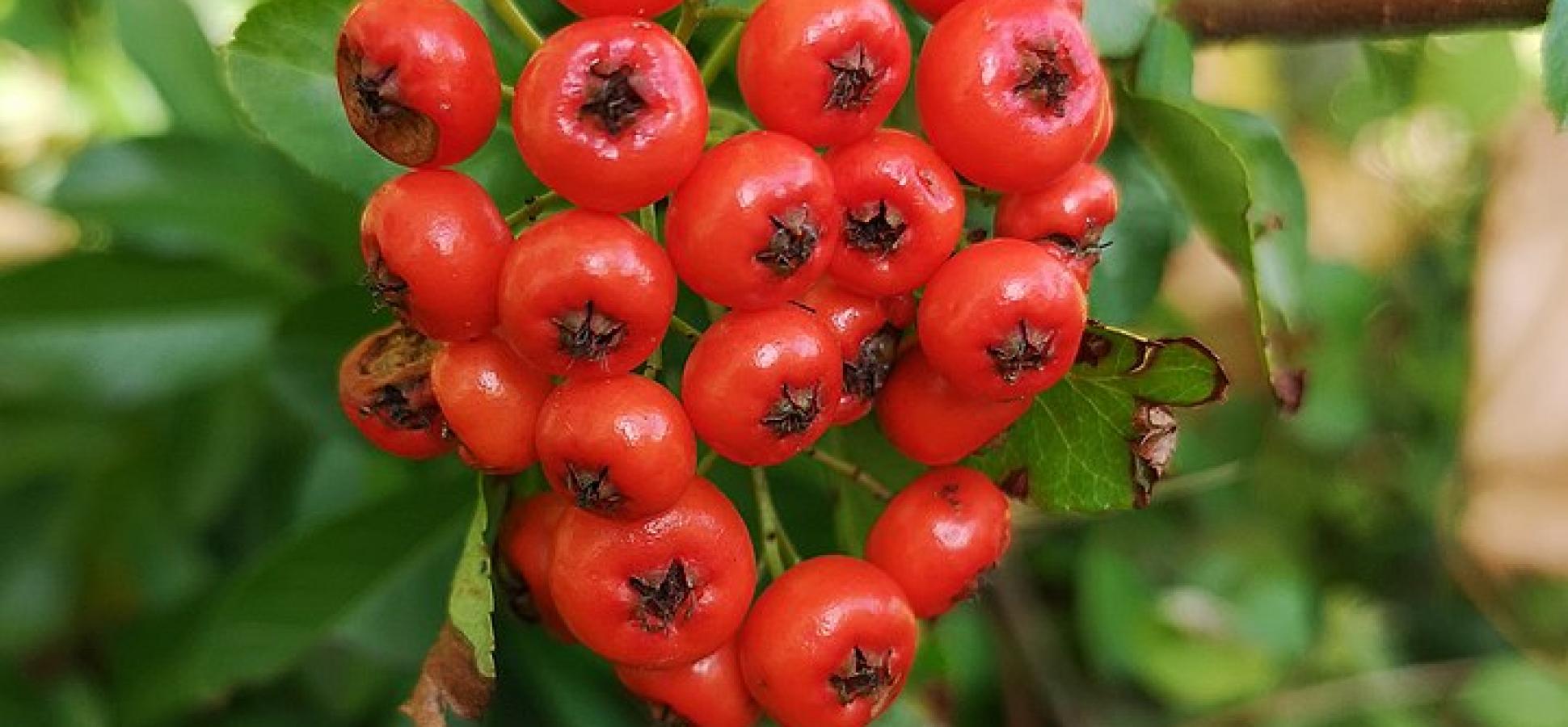 Beeren der Eberesche