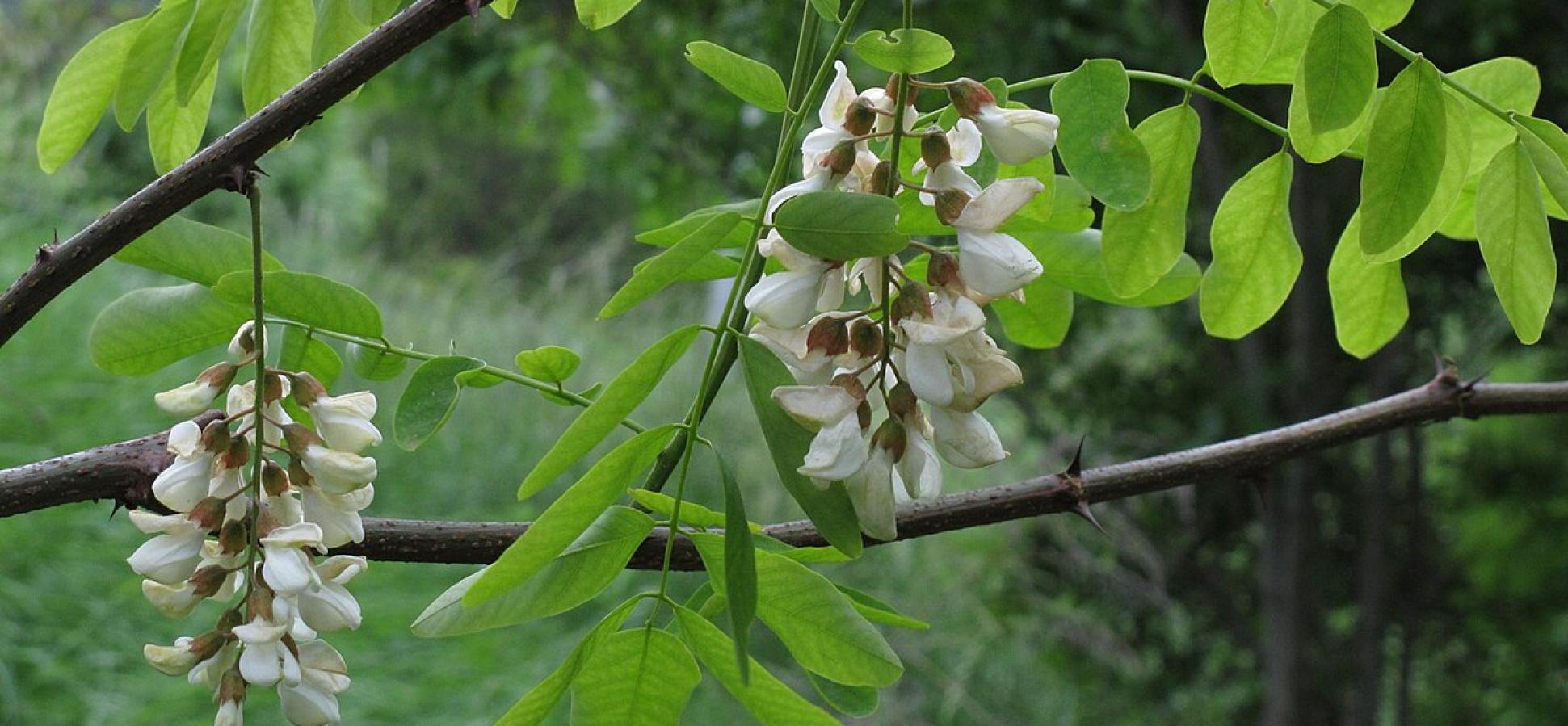 Blüten und Blätter der Robinie