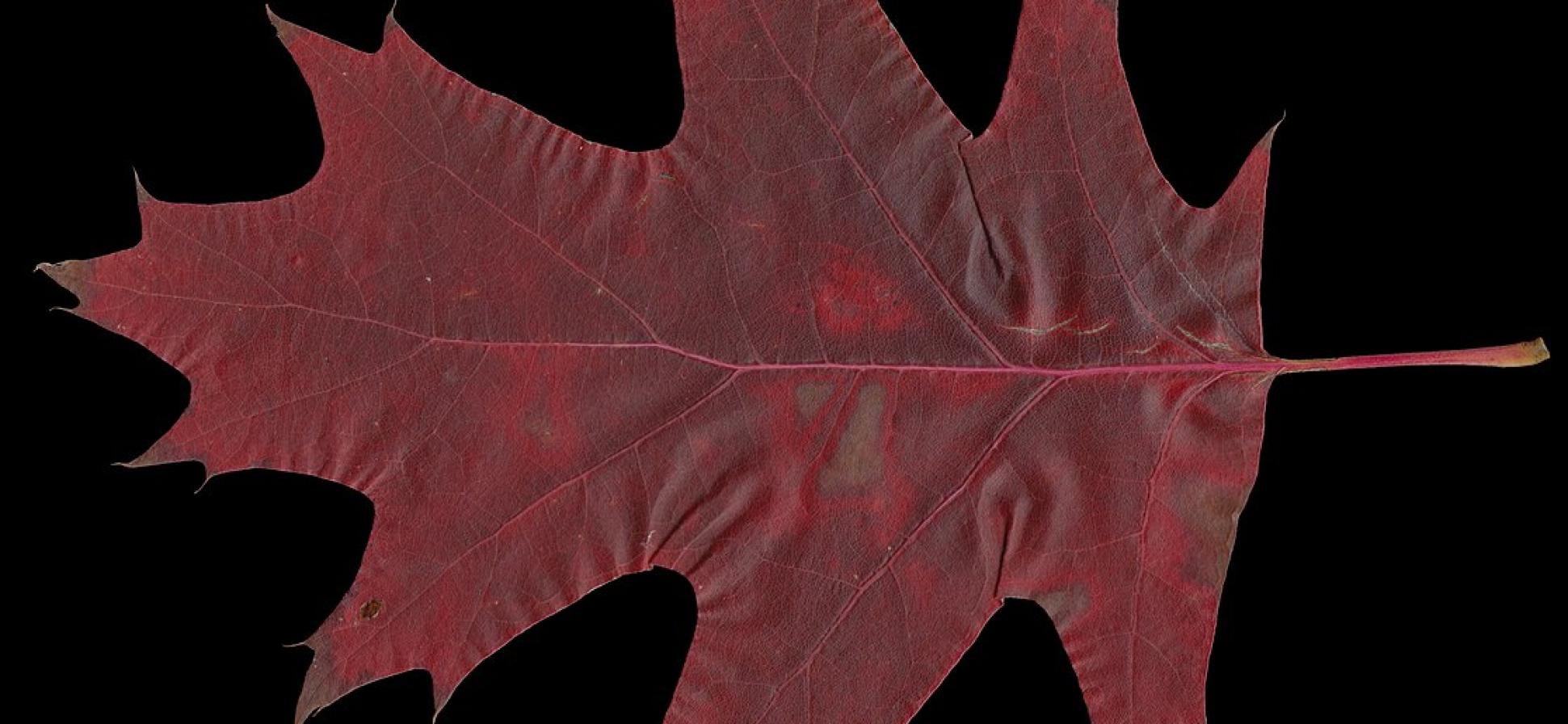 Blatt der Roteiche