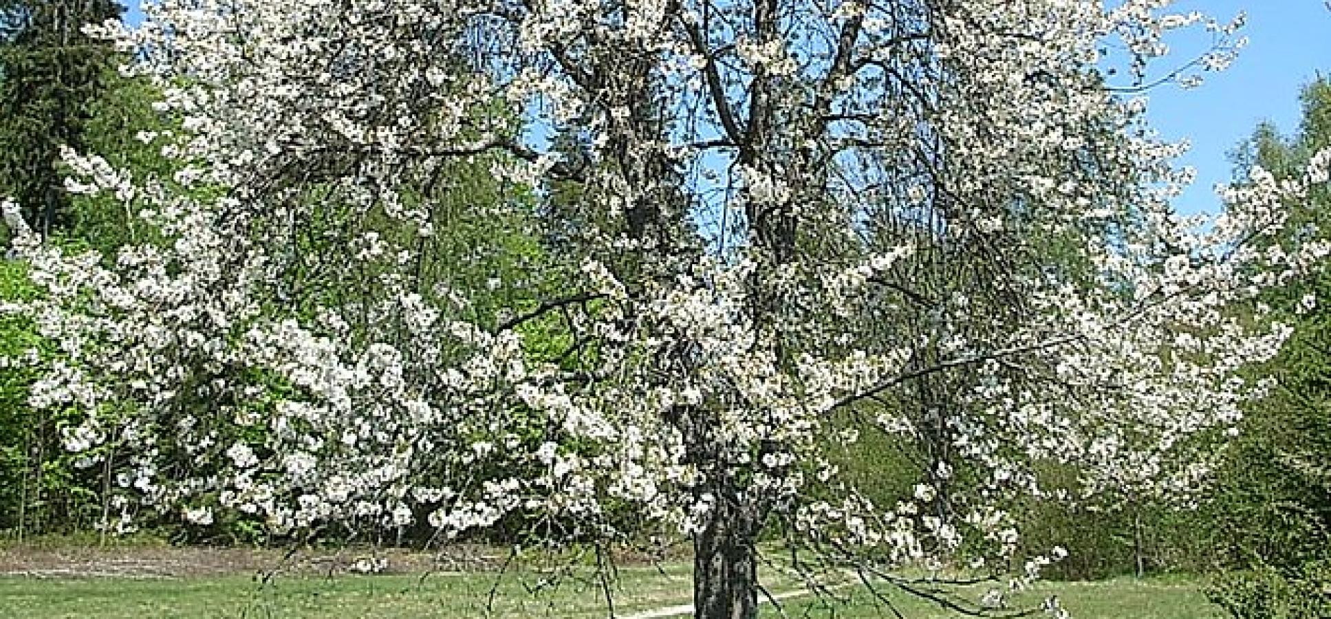 Vogelkirsche in Blüte