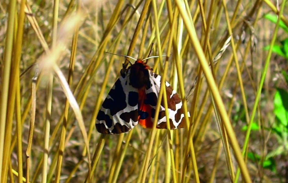 Brauner Bär (Arctia caja)