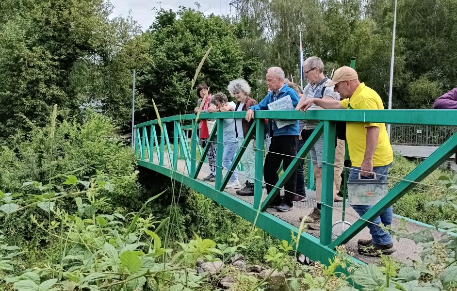 Beobachtungen an der Wurm