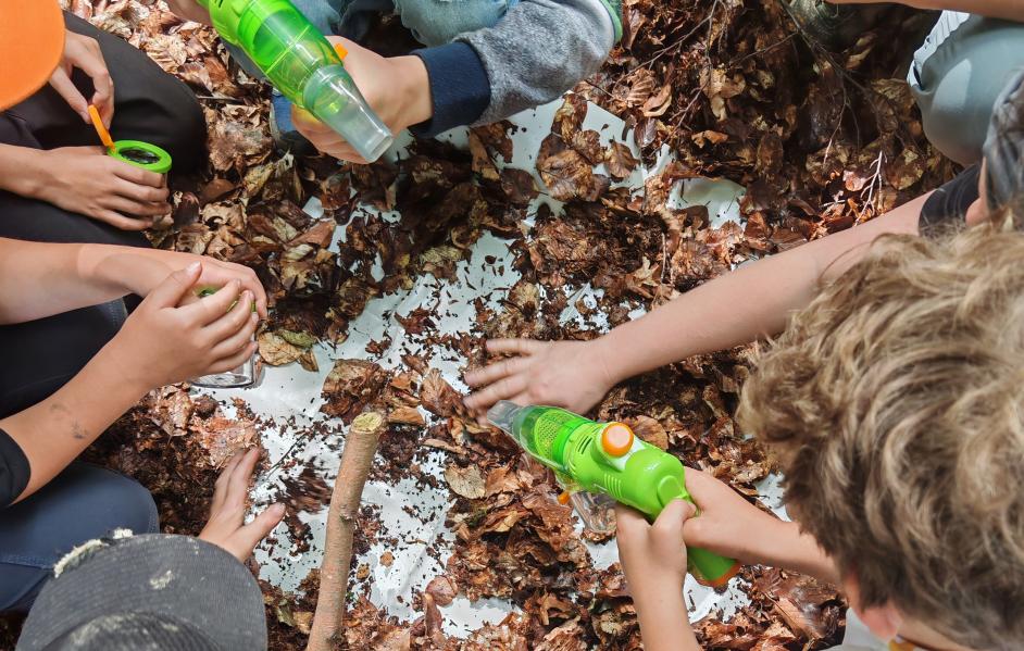Kinder suchen nach Bodenlebewesen
