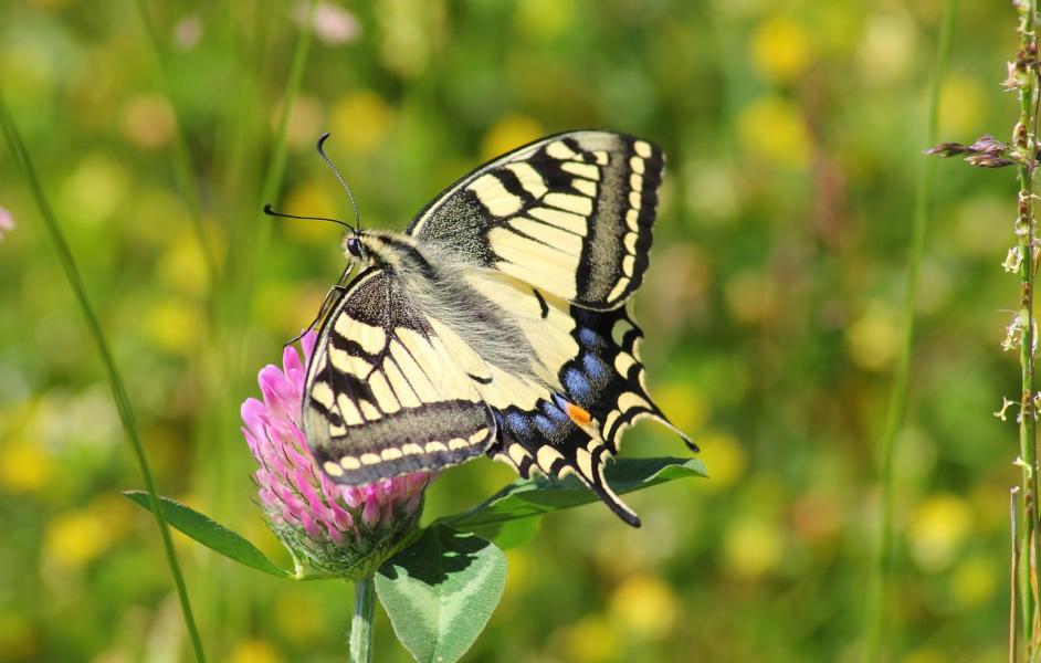 Schwalbenschwanz (Papilio machaon)