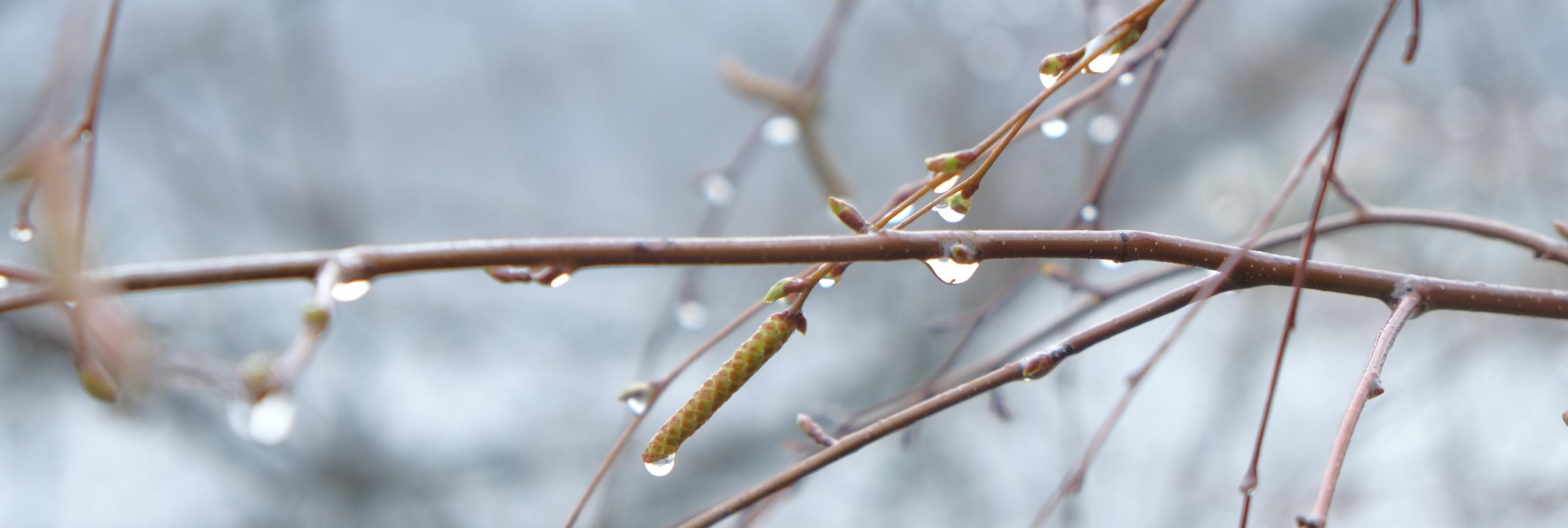 Zweige im Regen