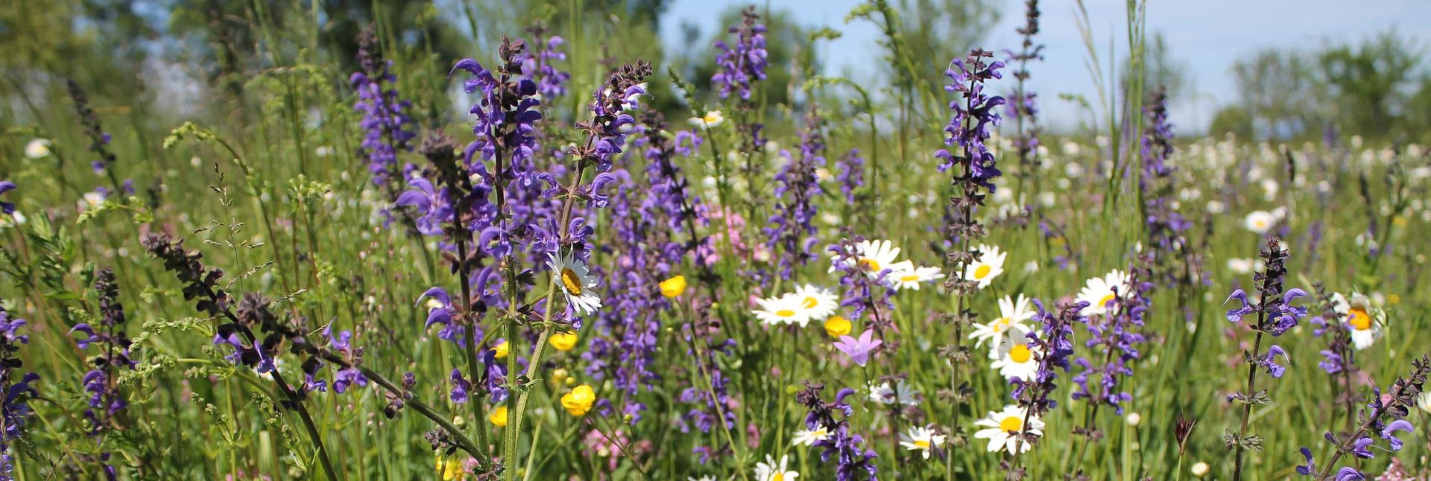 Blumenwiese