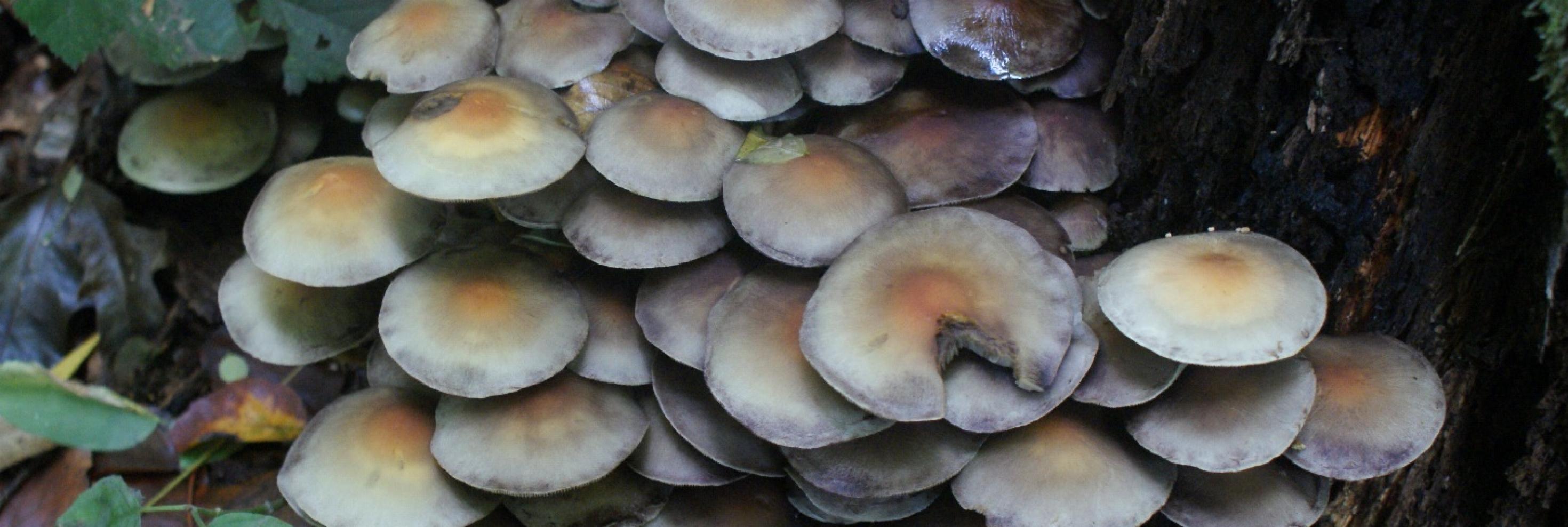 Grünblättriger Schwefelkopf