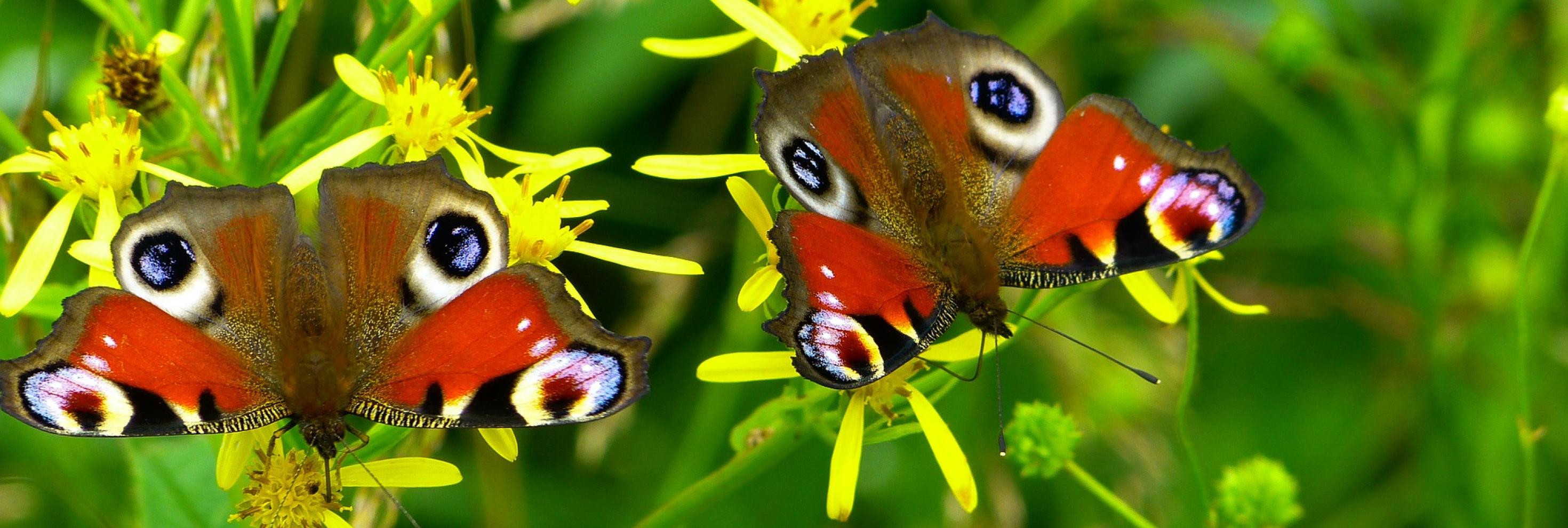 Tagpfauenauge (Aglais io)