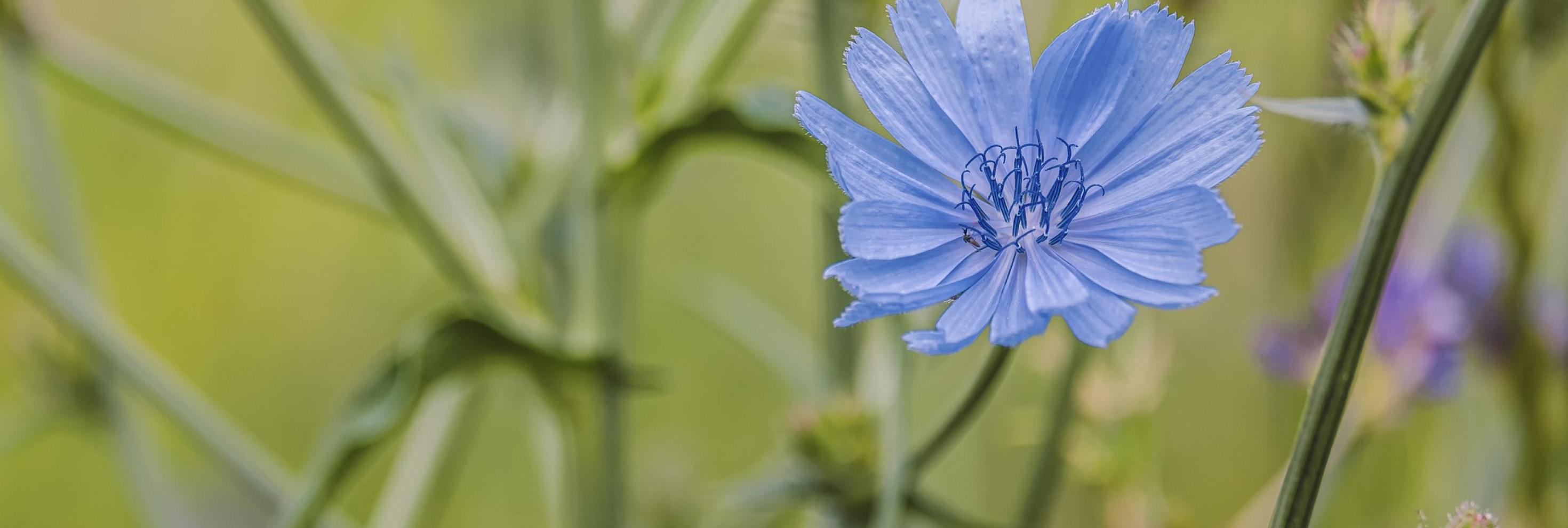 Wegwarte (Cichorium intybus)