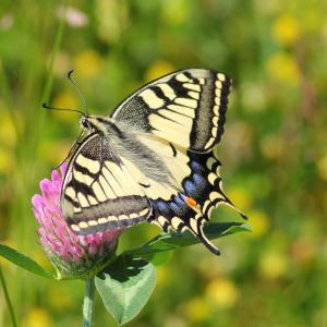 Schwalbenschwanz (Papilio machaon)