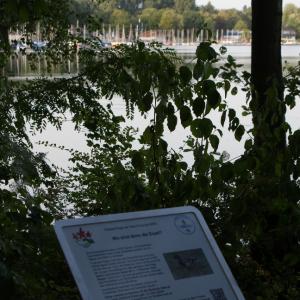 Informationstafel 10: “Wo sind denn die Erpel?”: Tiere im und am See