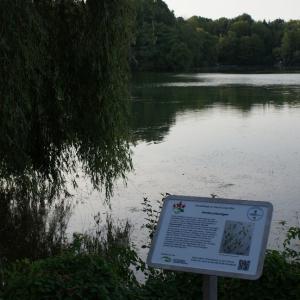 Informationstafel 9: “Armleuchteralgen”: Anpassungen von Pflanzen an das Wasser